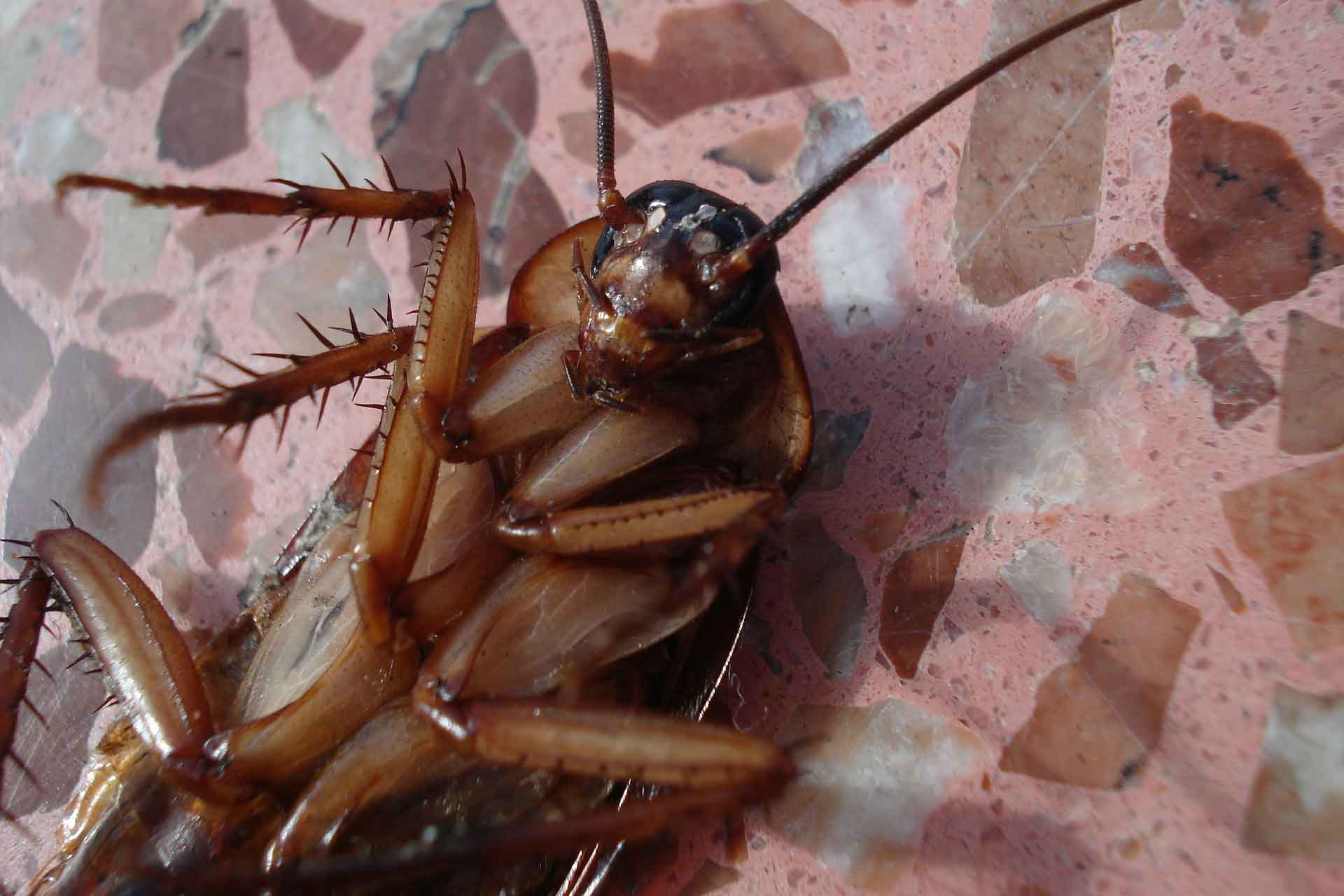 cockroach
