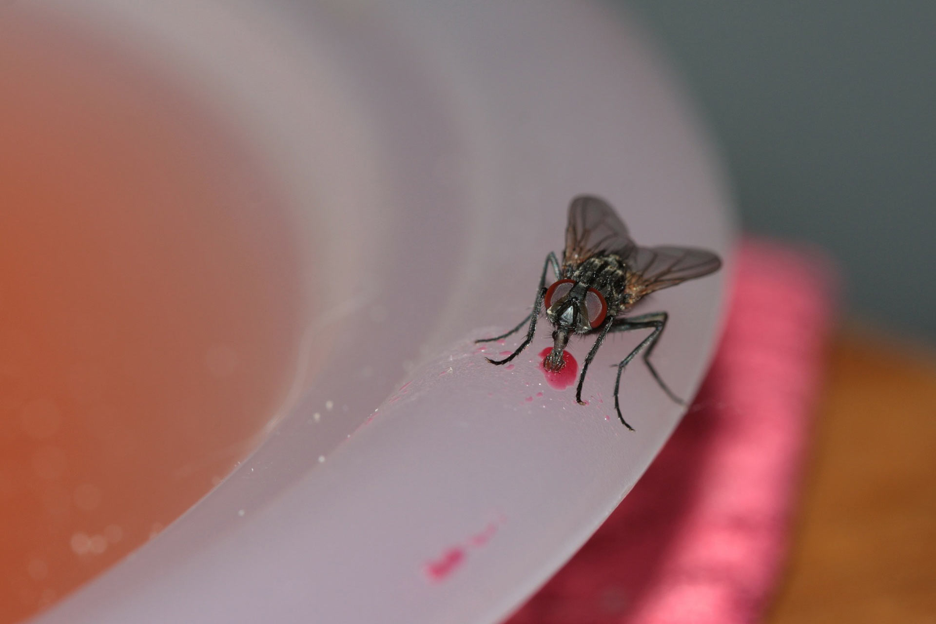 house-fly
