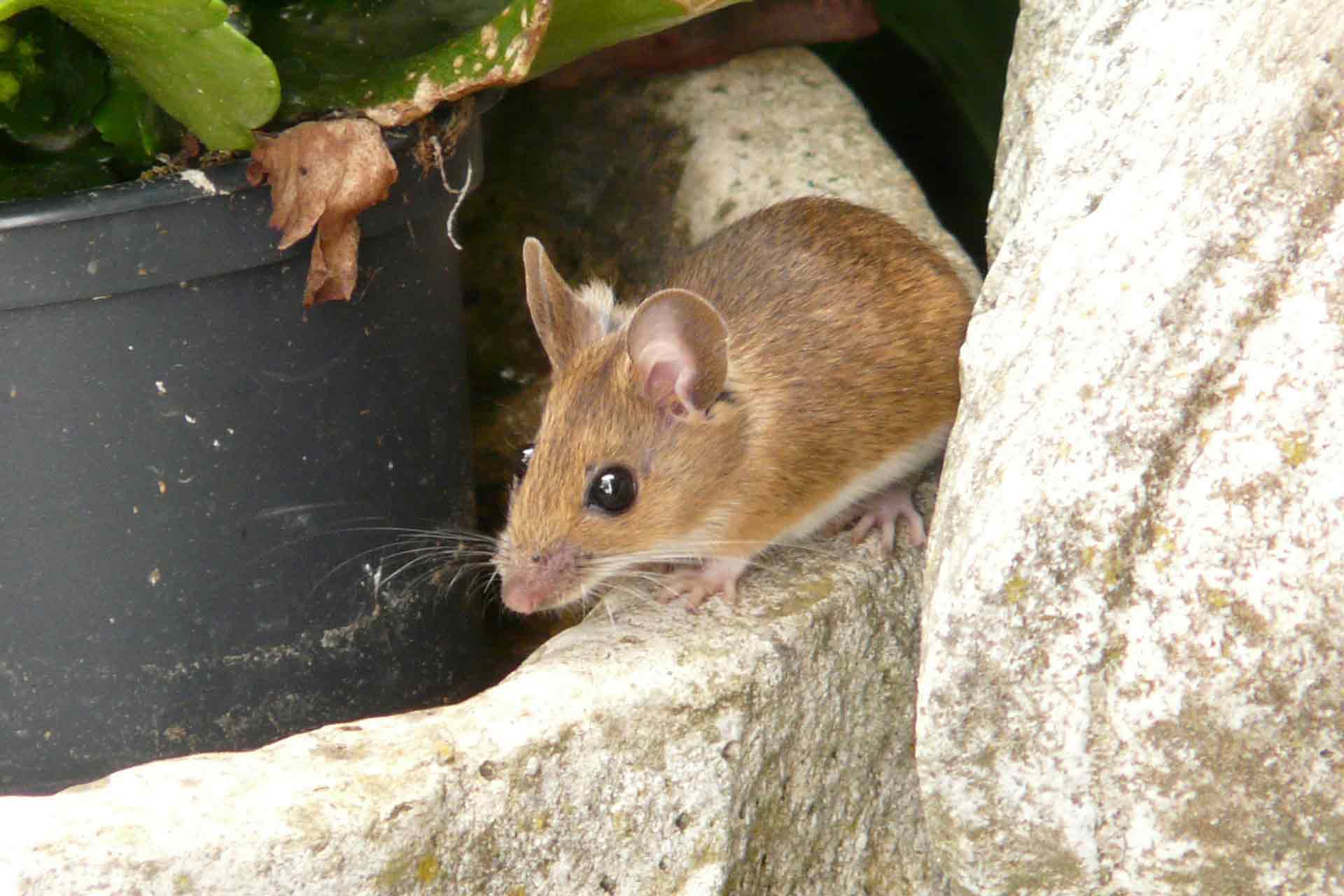 mouse
