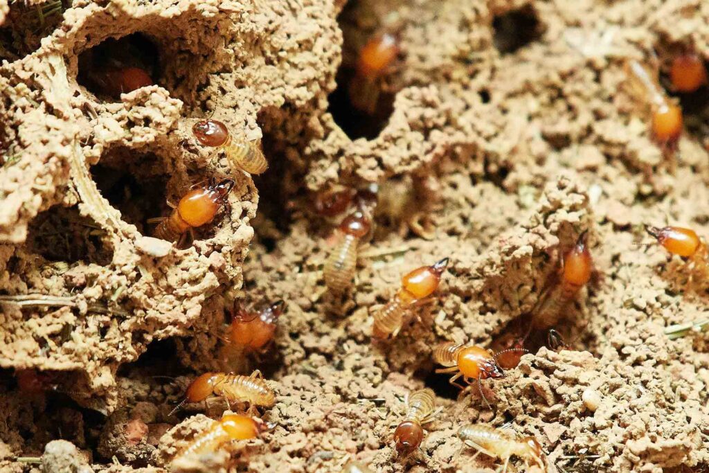 Pest Control